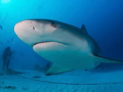 Bullenhaie Mexiko – Ein Unterwassertraum mit DeepDiveMexico wird wahr