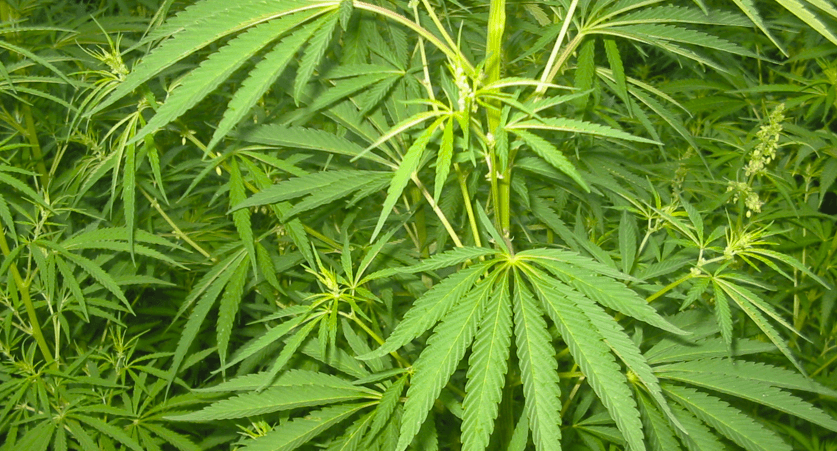 Sicherheitsmaßnahmen beim Umgang mit Cannabis Samen