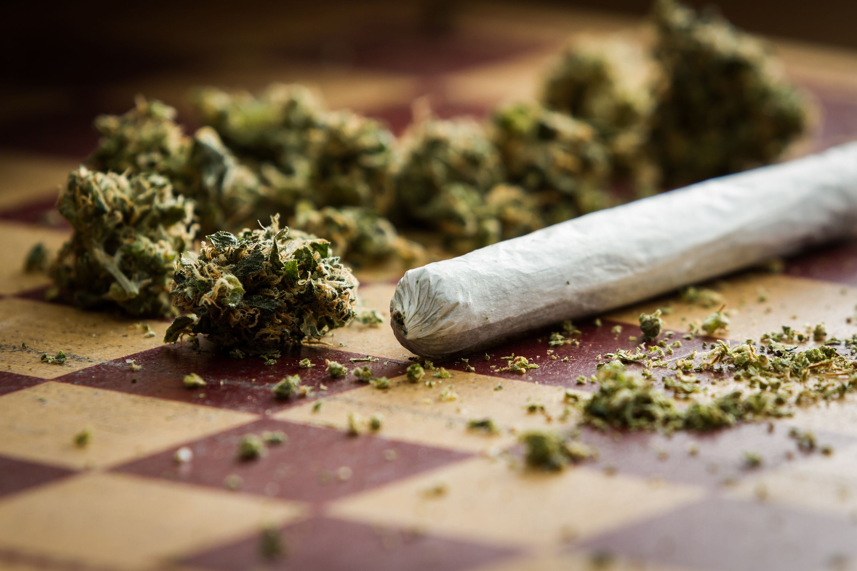 Egal ob Anfänger oder Experte – Cannabis Samen bestellen für jedes Level