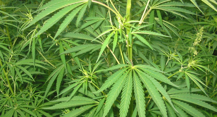 Sicherheitsmaßnahmen beim Umgang mit Cannabis Samen
