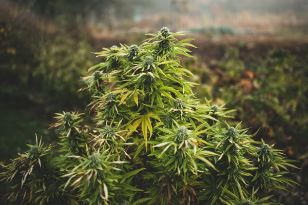 Tauchen Sie ein in die Welt von Frosty Gelato Autoflower - Exquisite Gelato-Sorten mit einem THC-Kick!