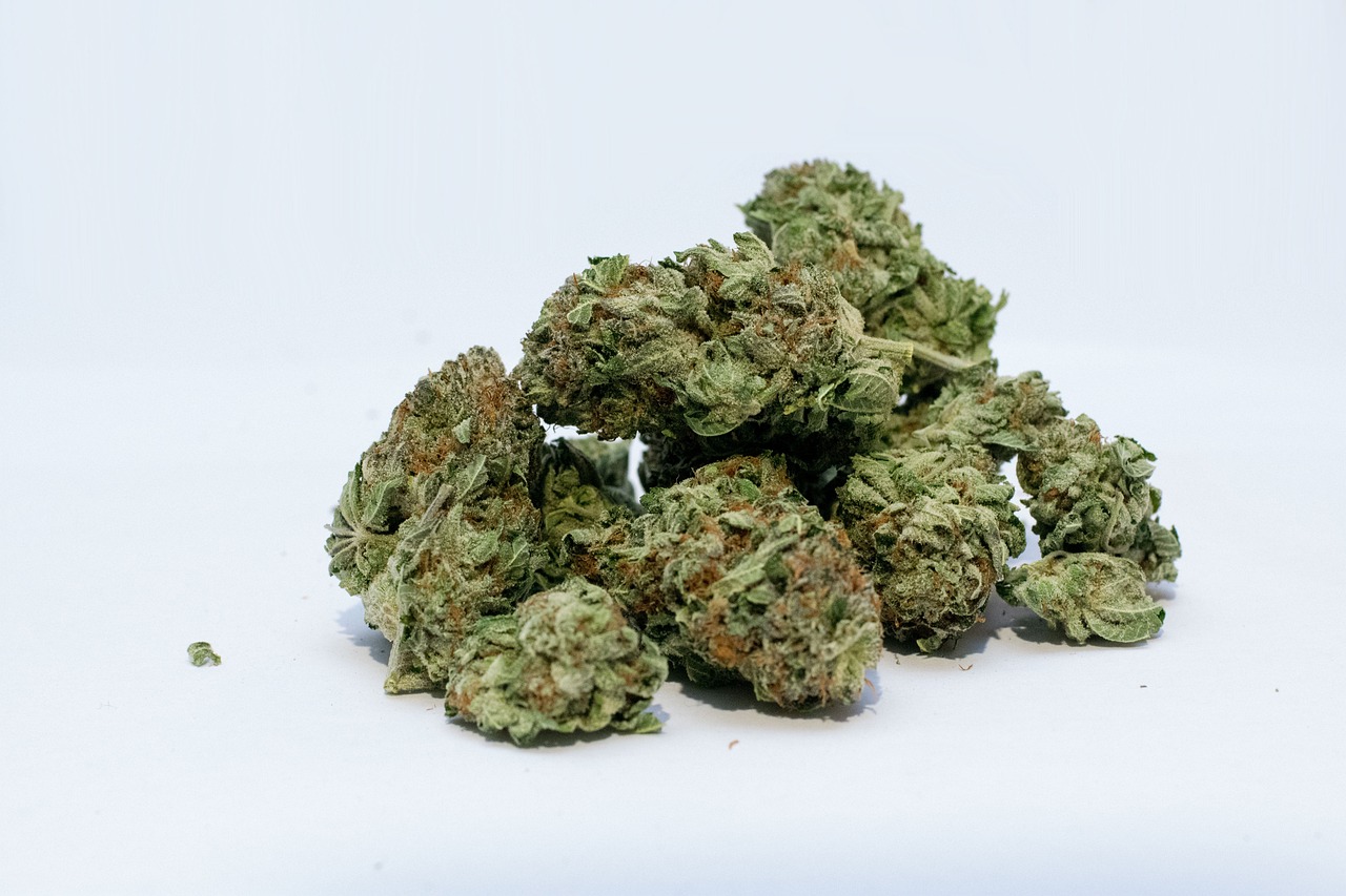 Egal ob Anfänger oder Experte – Cannabis Samen bestellen für jedes Level
