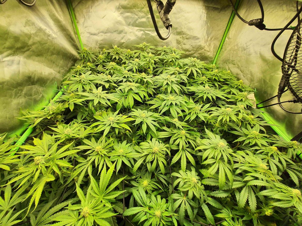 Cannabis-Samensorten verstehen: Ein umfassender Leitfaden