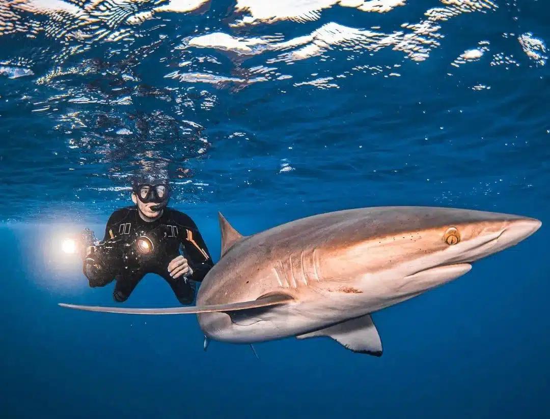 Bullenhaie Mexiko – Ein Unterwassertraum mit DeepDiveMexico wird wahr